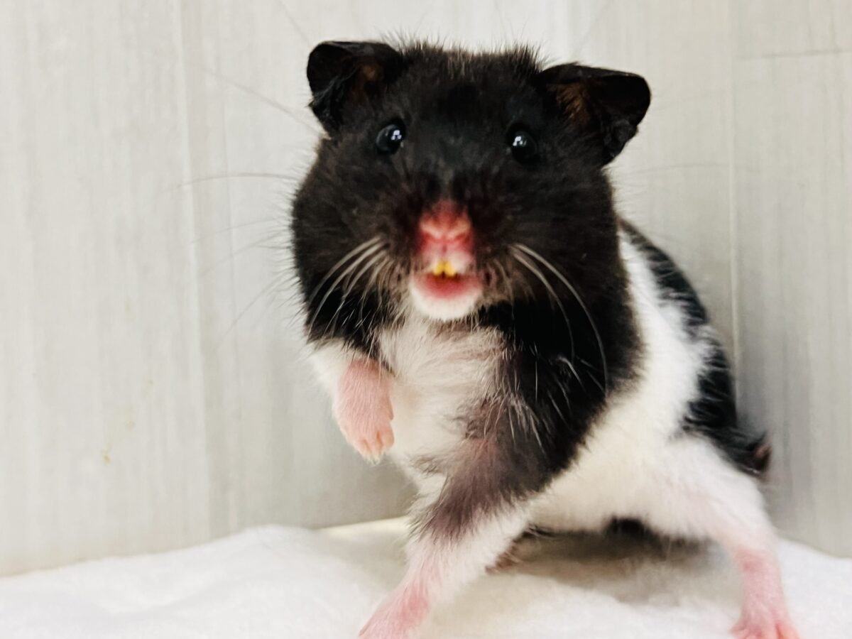 憎めない出っ歯デヒル❤️🦷カラーハムスターのブラックバンデッド🎶
