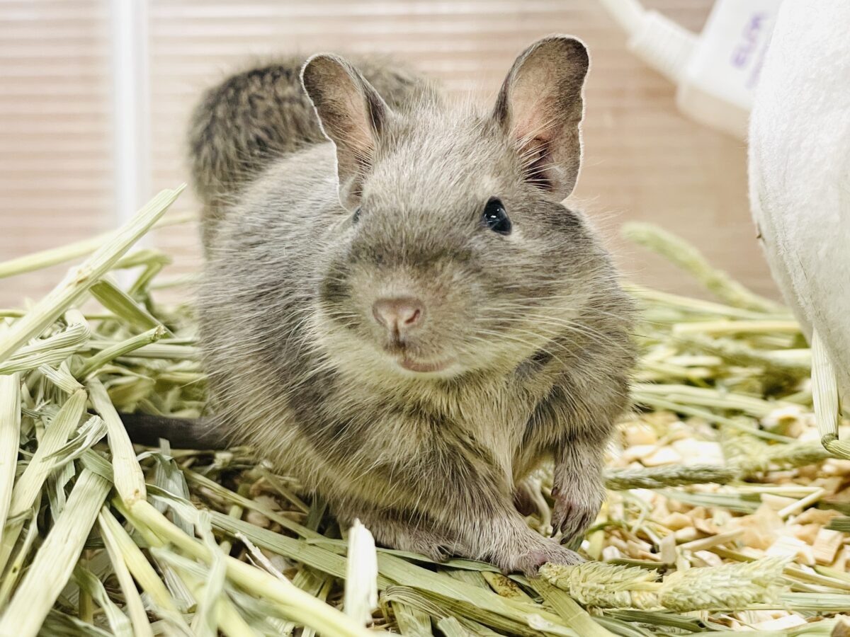 デグー