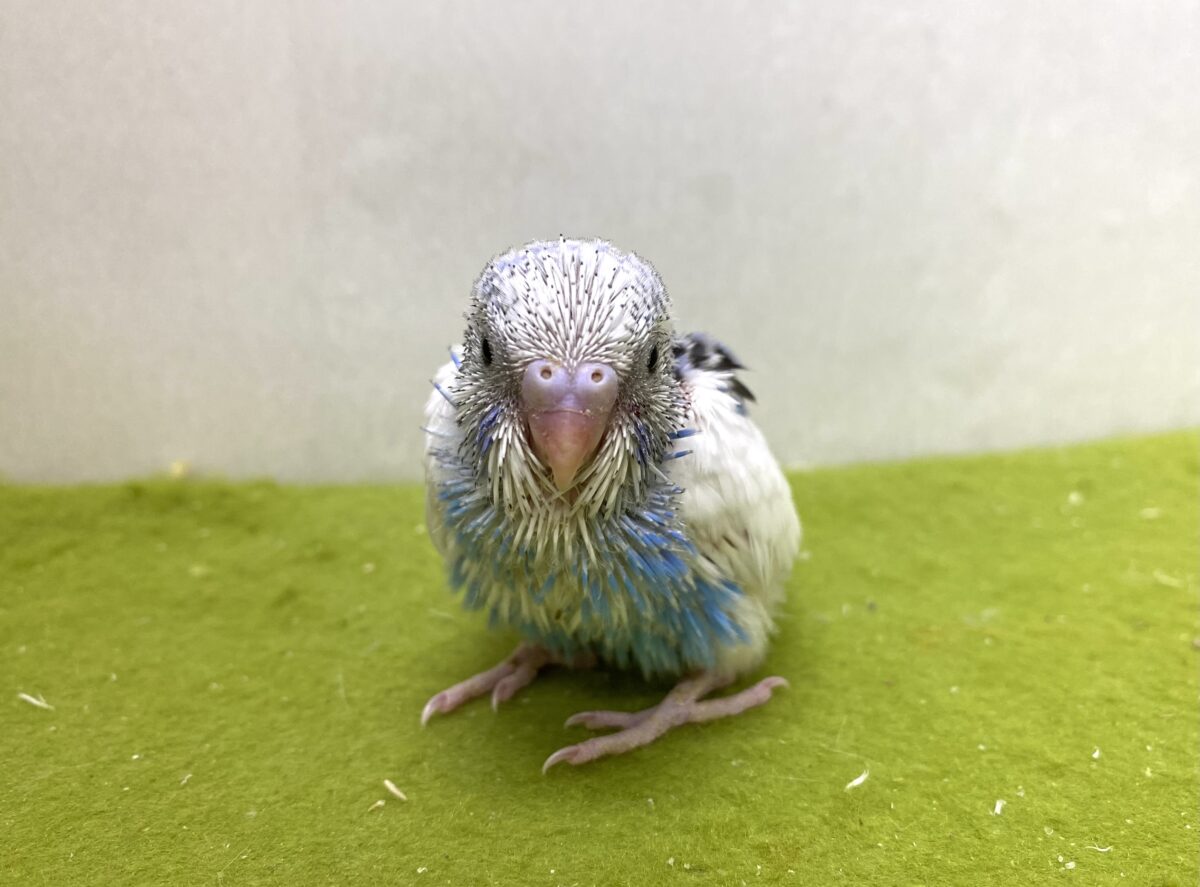 🩵🤍セキセイインコ（パイド）2026/10/27撮影✨✨