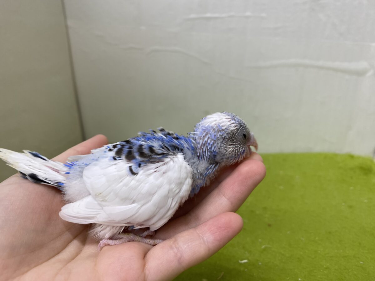🩵🤍セキセイインコ(パイド)2026/10/27撮影✨✨ セキセイインコ