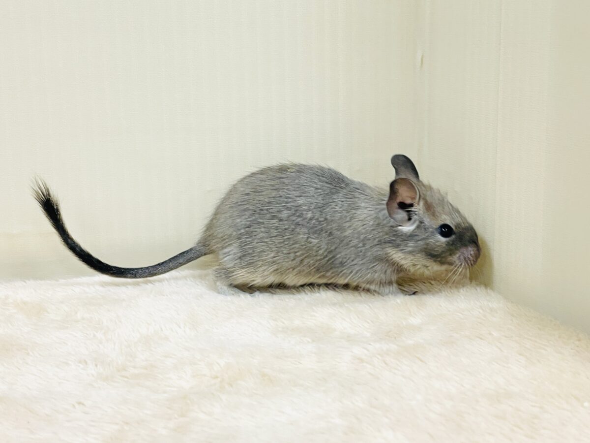 デグー