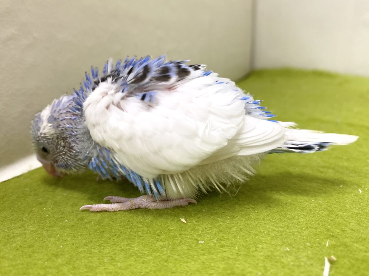 🩵🤍セキセイインコ(パイド)2026/10/27撮影✨✨ セキセイインコ