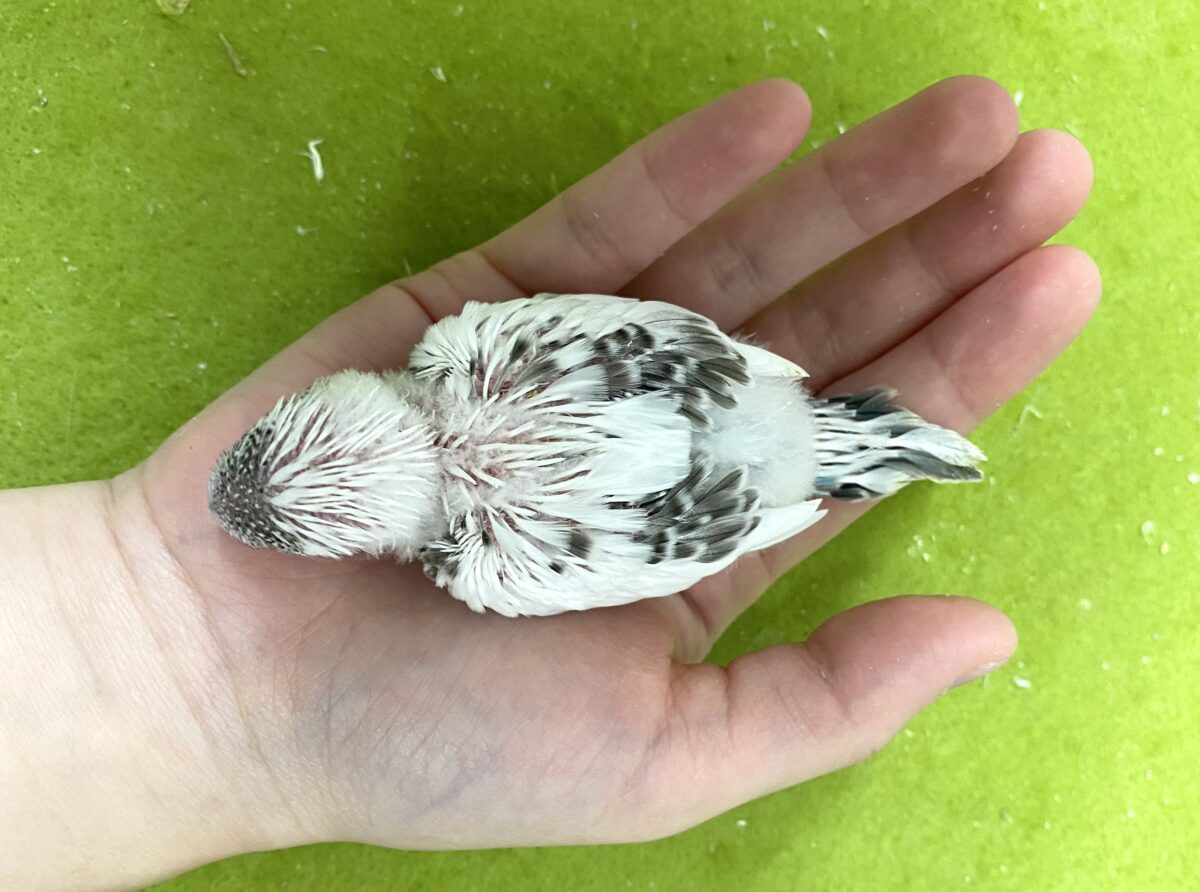 🤍🖤セキセイインコ(白ハルクイン)2026/10/27撮影✨✨ セキセイインコ