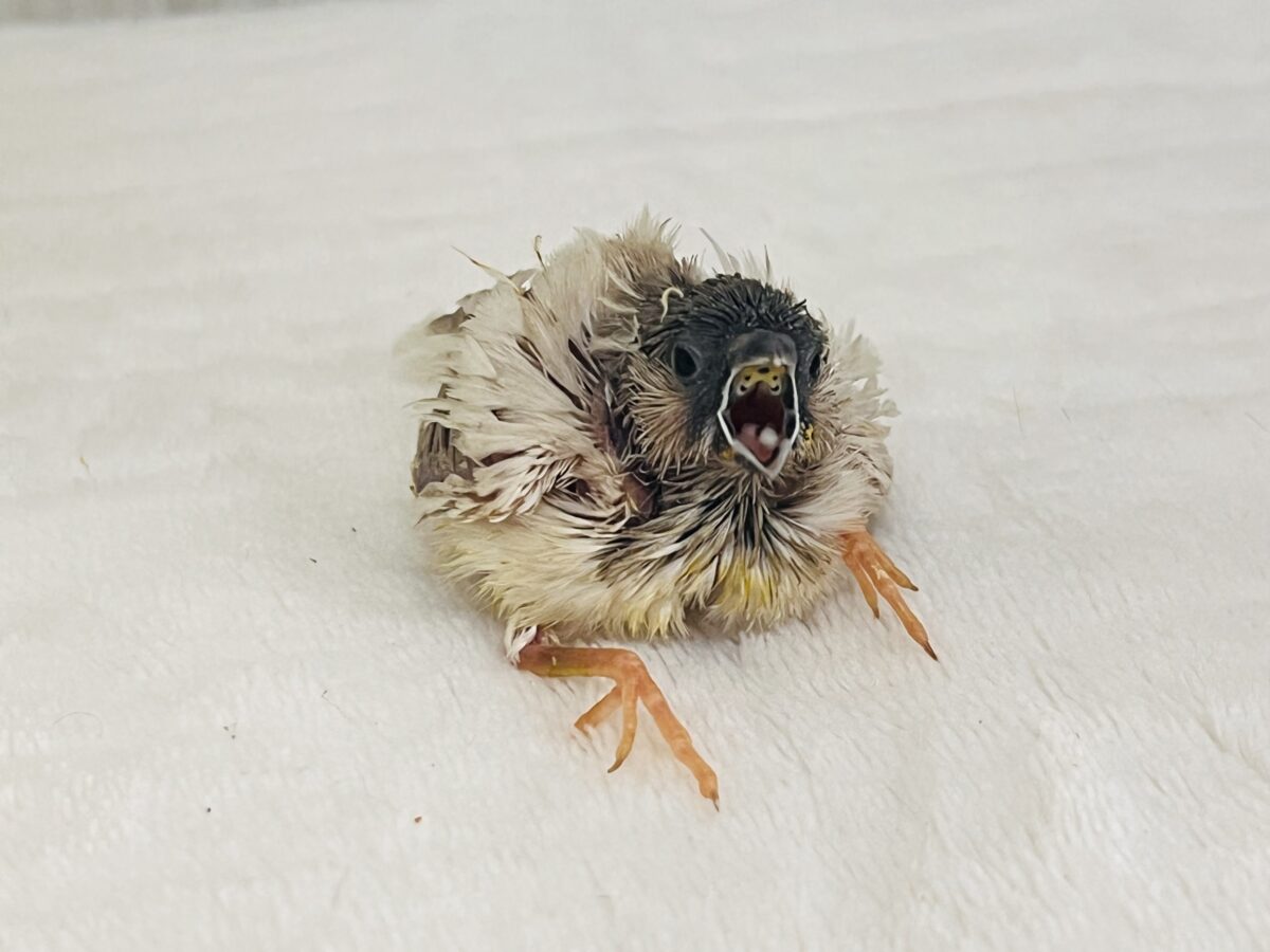 錦花鳥（キンカチョウ）