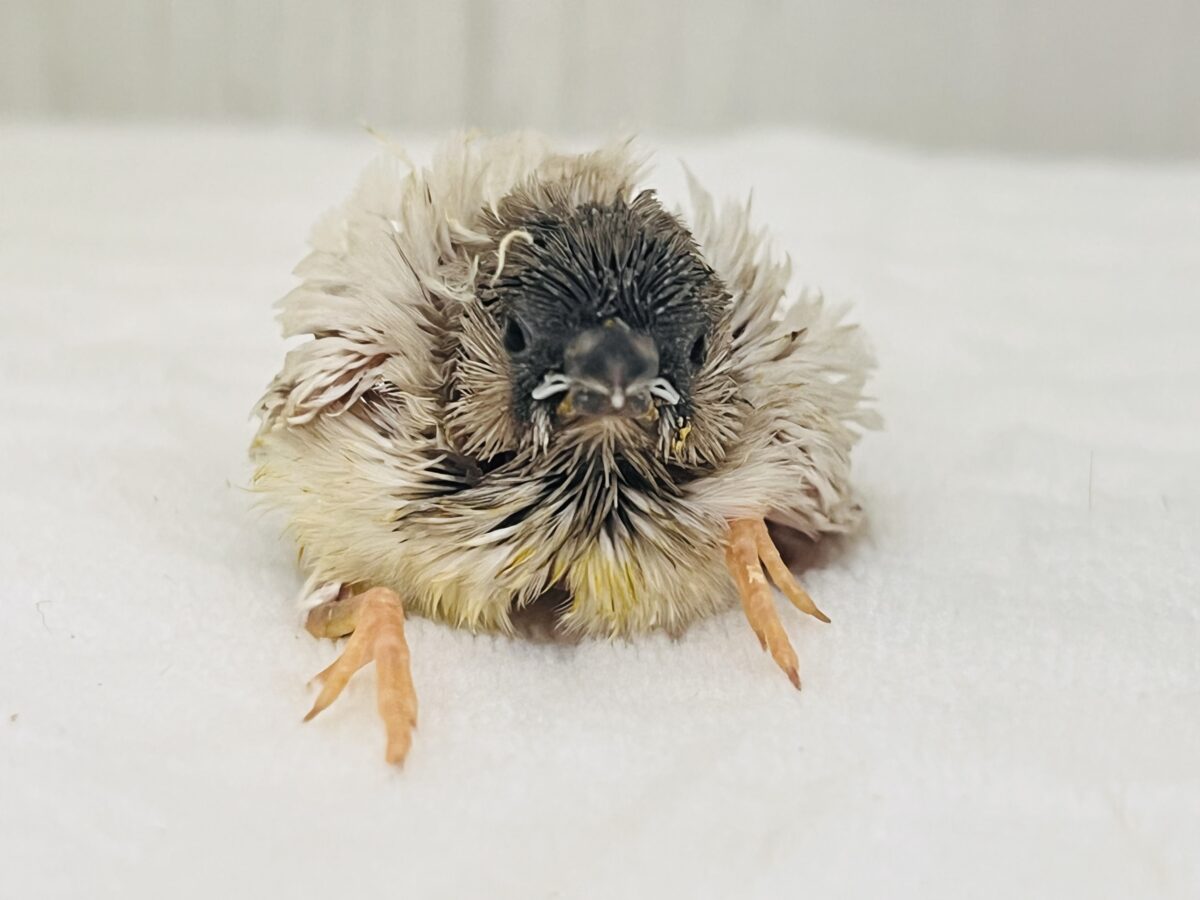 シックで珍しい🩶シルバー系のキンカ鳥の雛が入舎しました！！