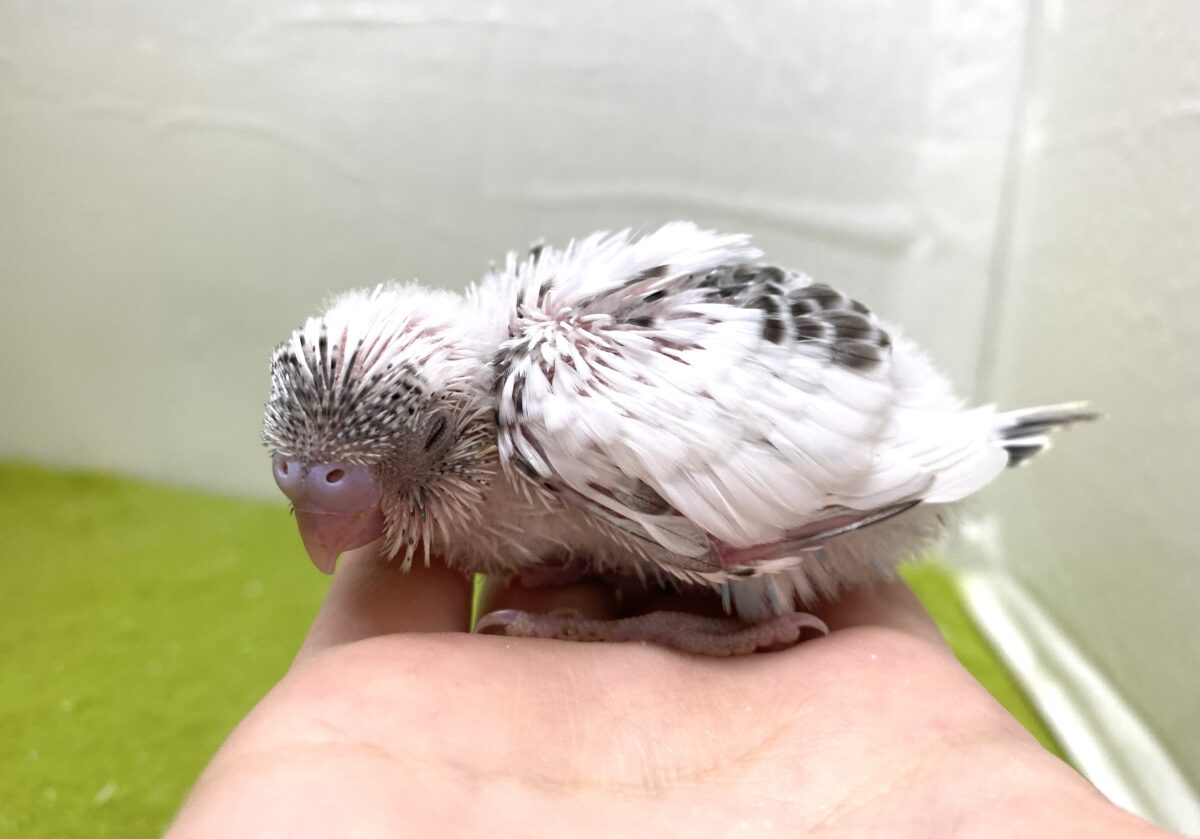 🤍🖤セキセイインコ(白ハルクイン)2026/10/27撮影✨✨ セキセイインコ