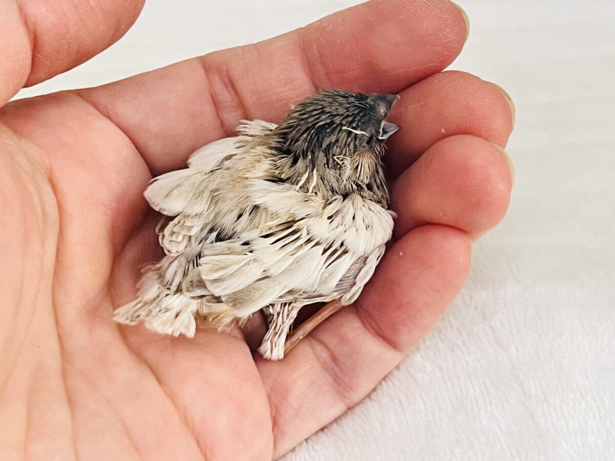 錦花鳥（キンカチョウ）