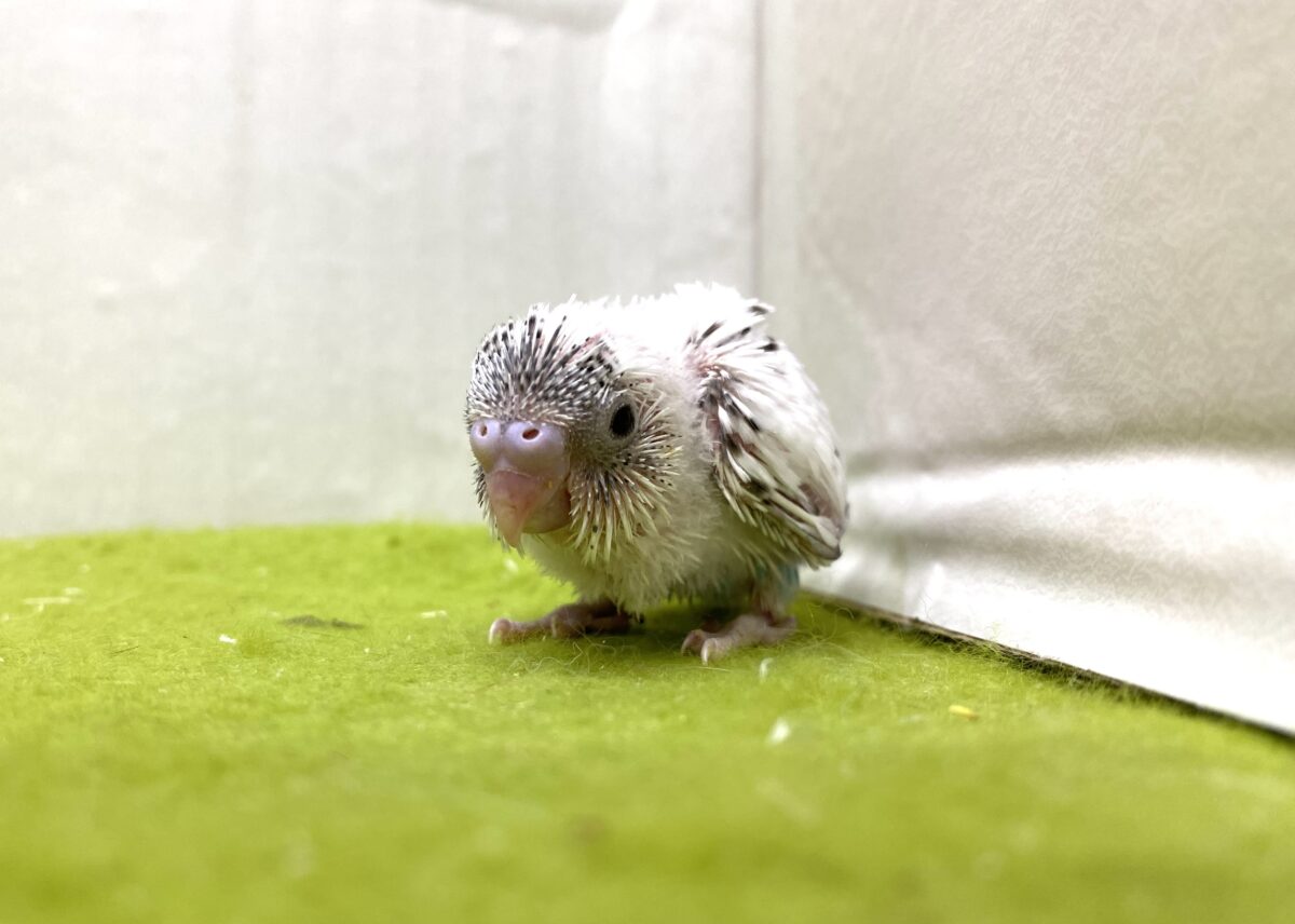 🤍🖤セキセイインコ(白ハルクイン)2026/10/27撮影✨✨ セキセイインコ