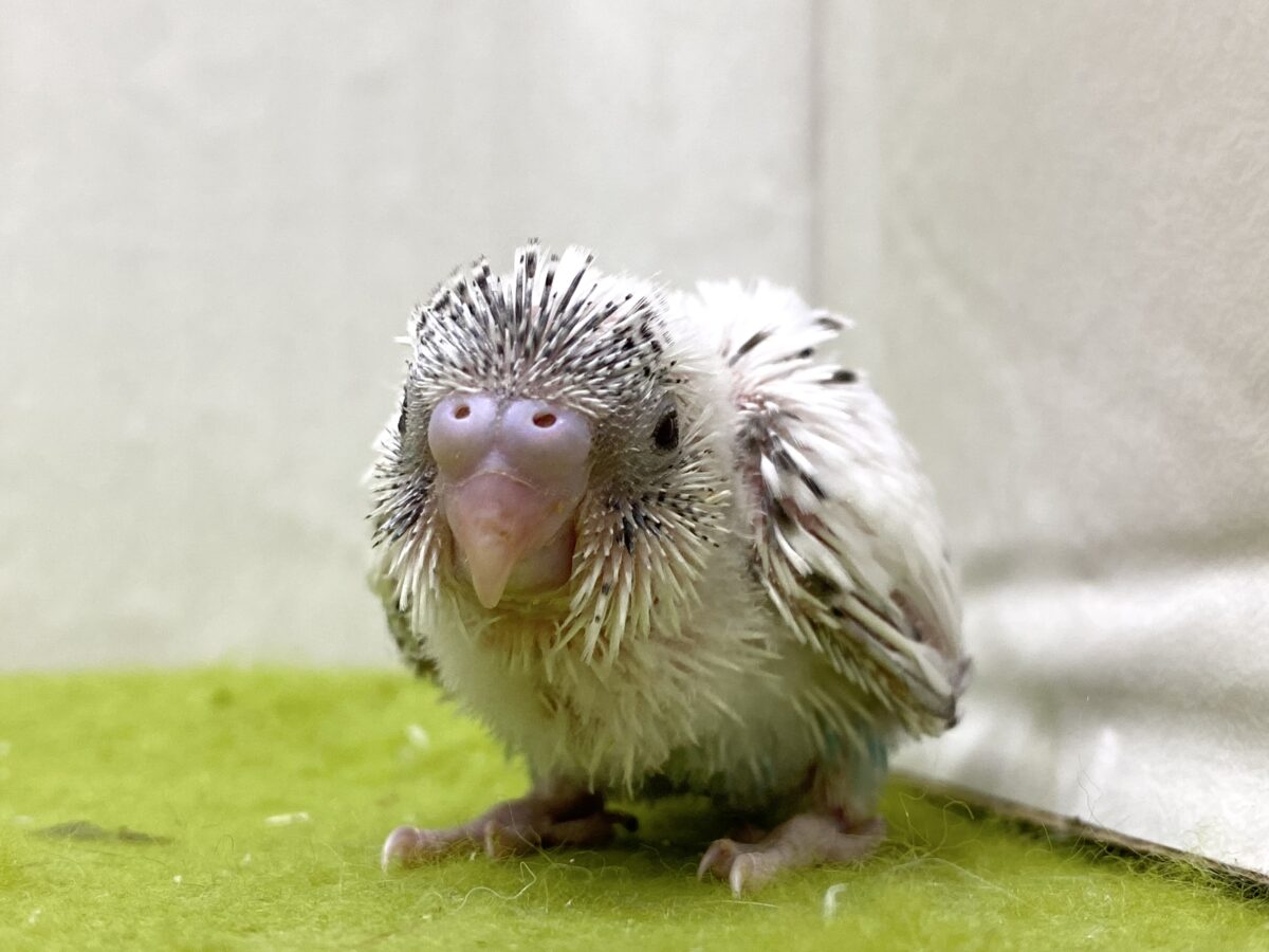🤍🖤セキセイインコ(白ハルクイン)2026/10/27撮影✨✨ セキセイインコ