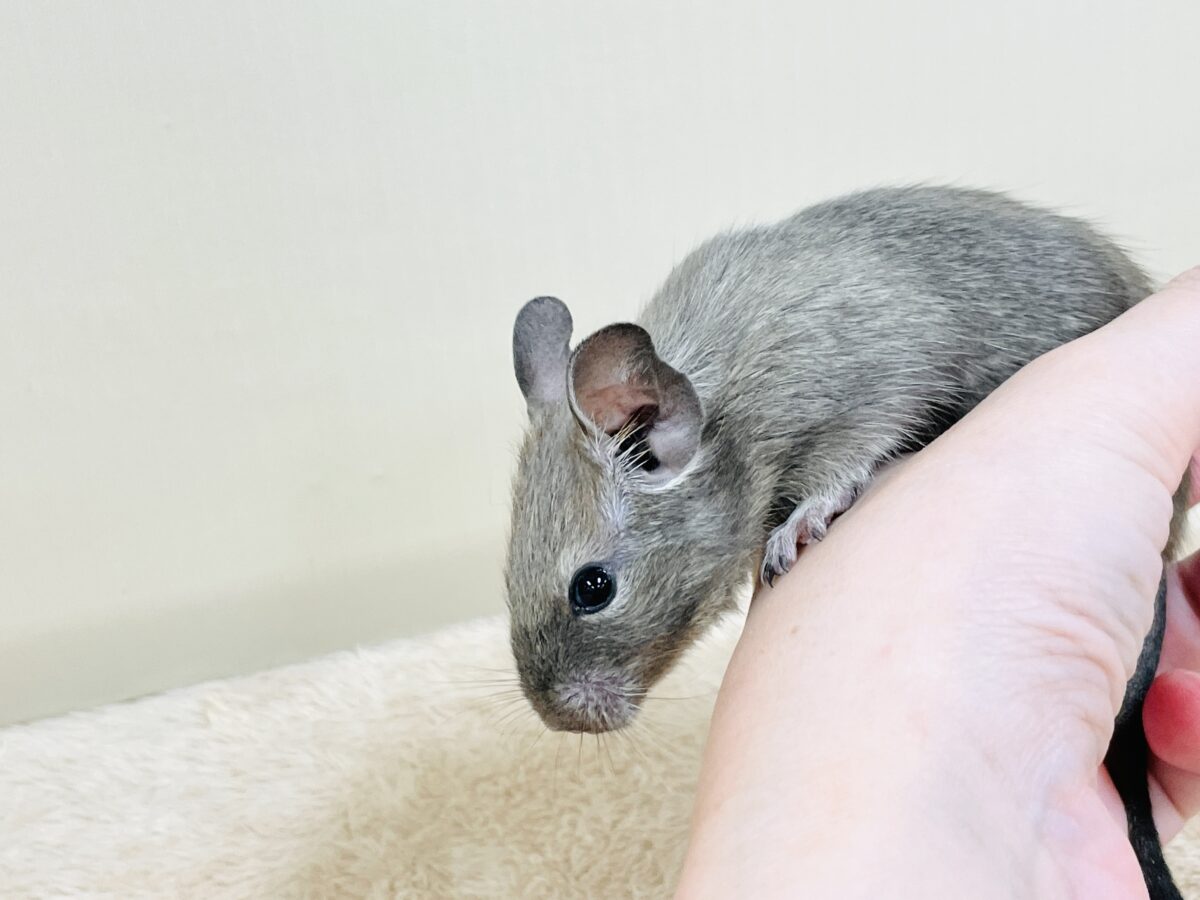 デグー