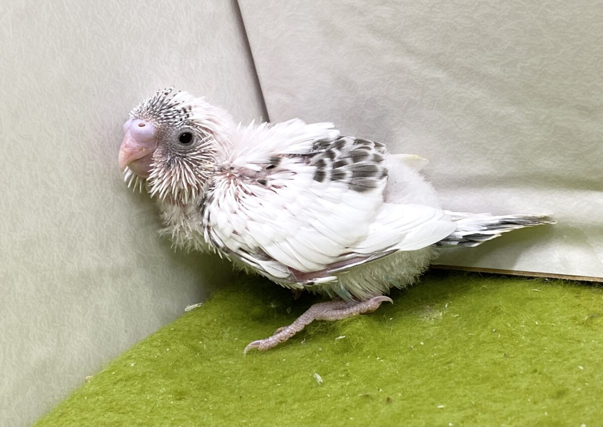 🤍🖤セキセイインコ（白ハルクイン）2026/10/27撮影✨✨