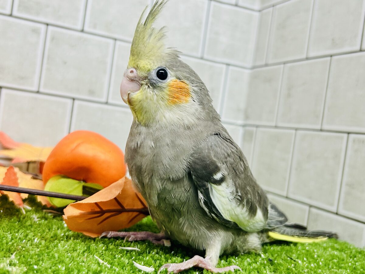 最新画像更新⭐︎】じゅぁ〜⟡.꙳柑橘𝒔𝒎𝒐𝒌𝒚🍋🍊💭オカメインコ