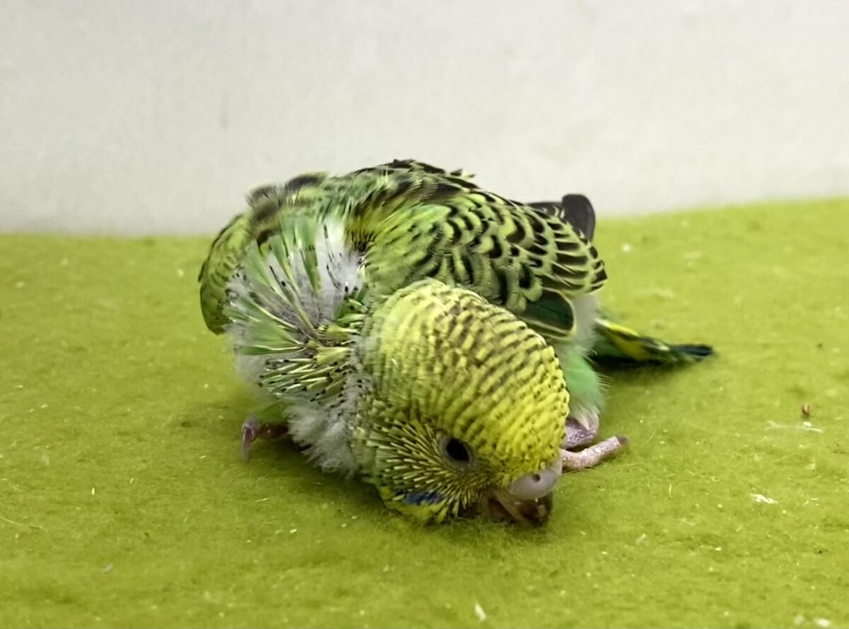 💚🖤セキセイインコ(オパーリン)2026/10/27撮影✨✨ セキセイインコ