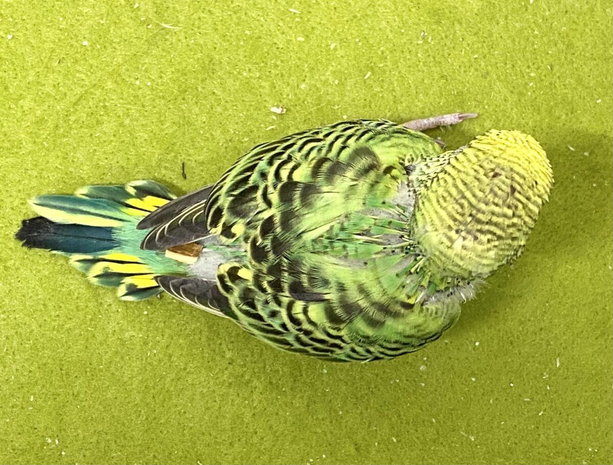 💚🖤セキセイインコ(オパーリン)2026/10/27撮影✨✨ セキセイインコ