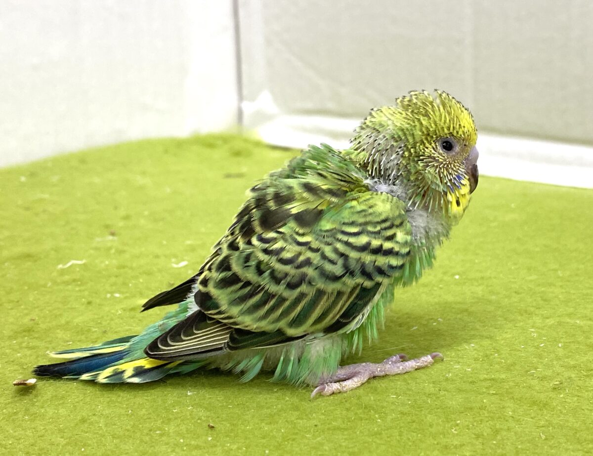 💚🖤セキセイインコ(オパーリン)2026/10/27撮影✨✨ セキセイインコ