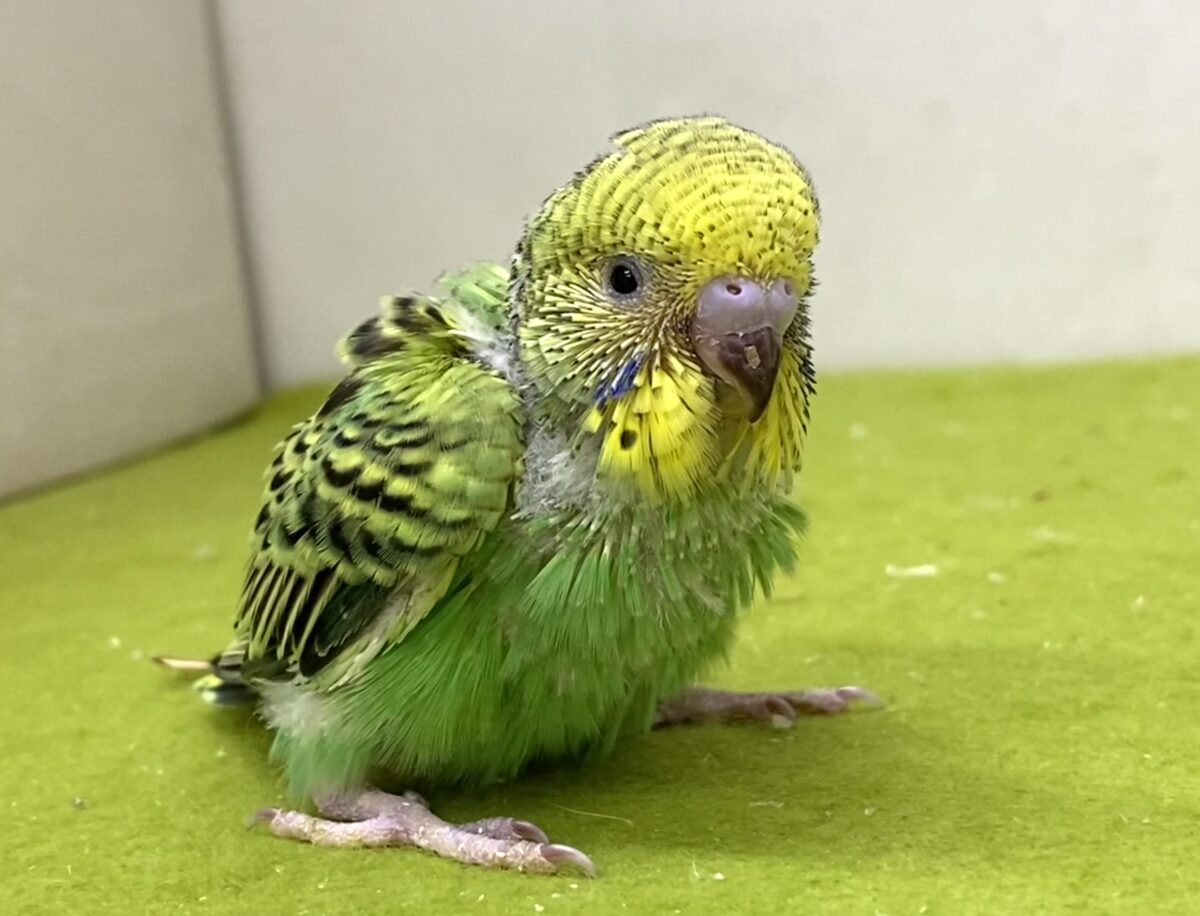 💚🖤セキセイインコ(オパーリン)2026/10/27撮影✨✨ 💚🖤セキセイインコ(オパーリン)2026/10/27撮影✨✨