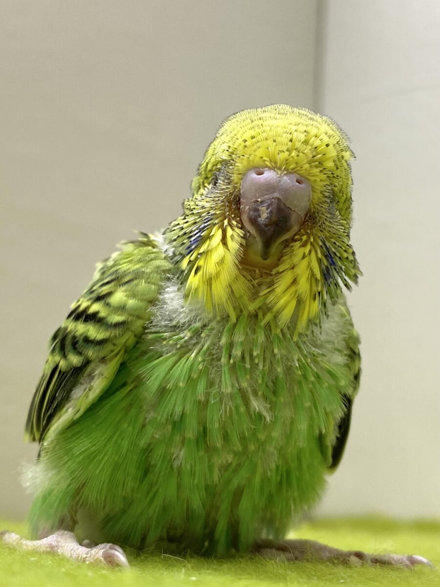 💚🖤セキセイインコ(オパーリン)2026/10/27撮影✨✨ セキセイインコ