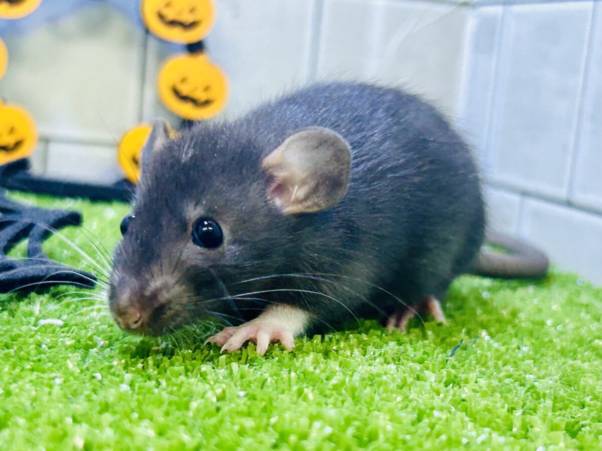 もっちり黒豆ボディ⭐︎ ファンシーラット