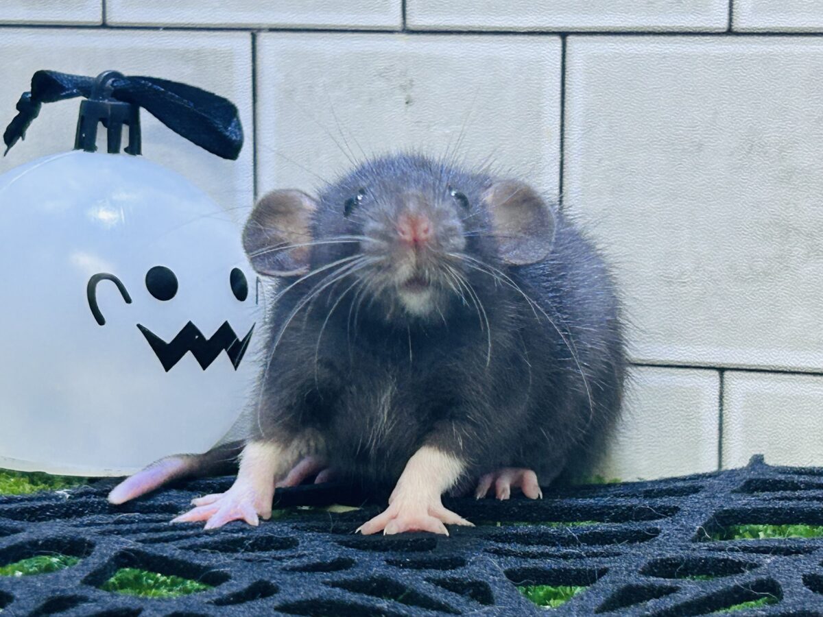 ファンシーラット