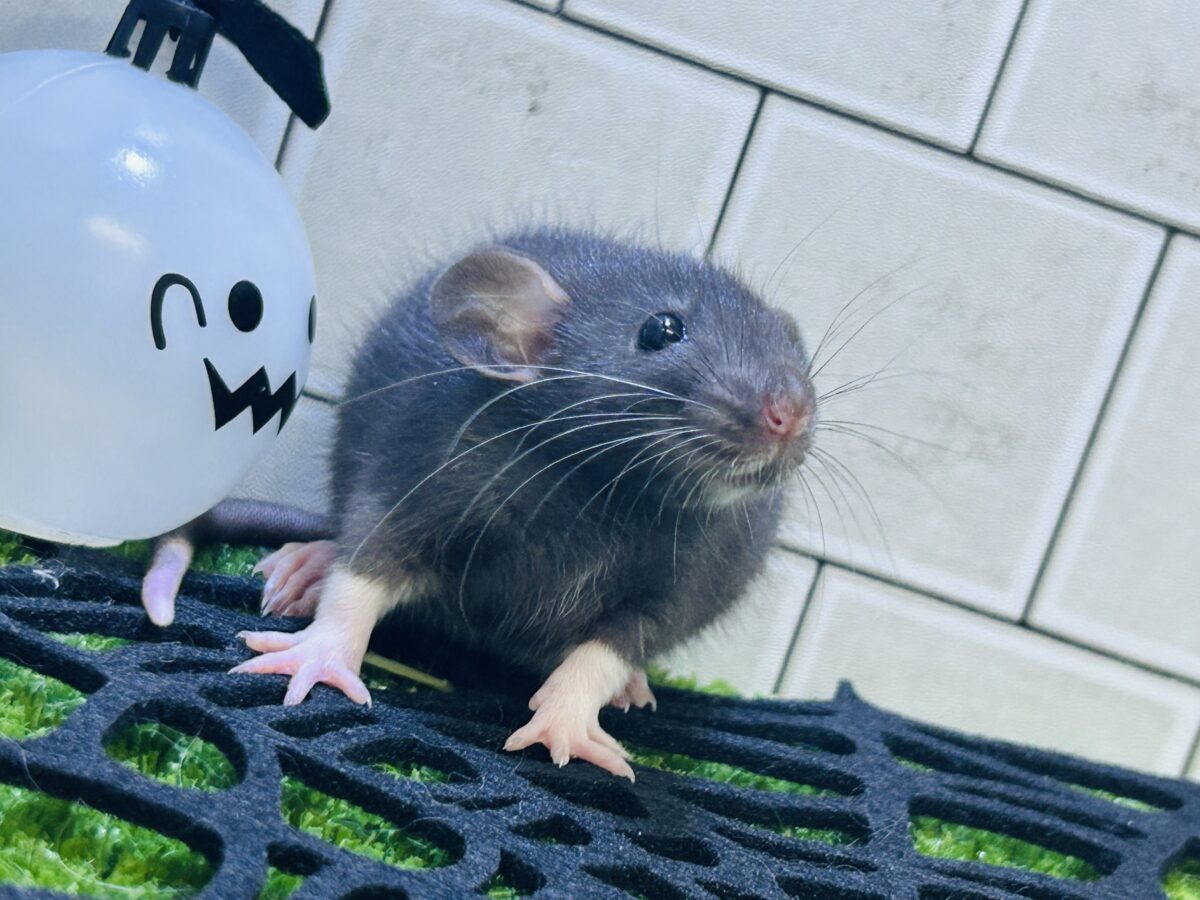 ファンシーラット