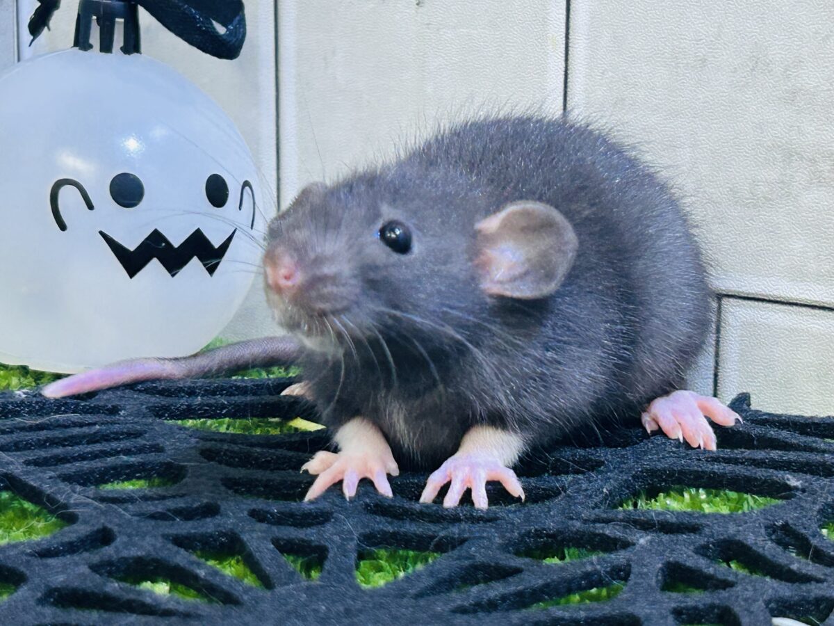 ファンシーラット
