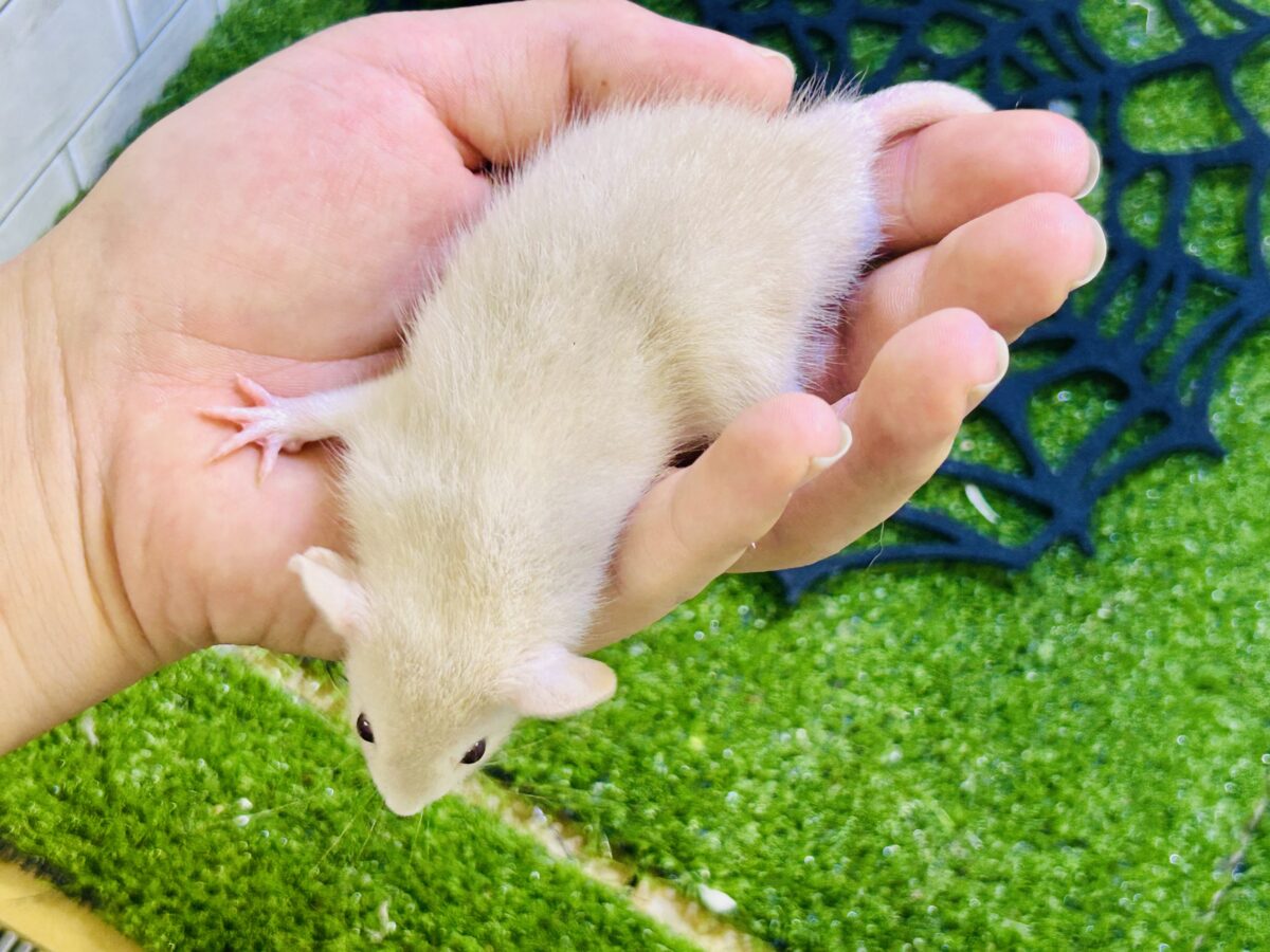 ファンシーラット