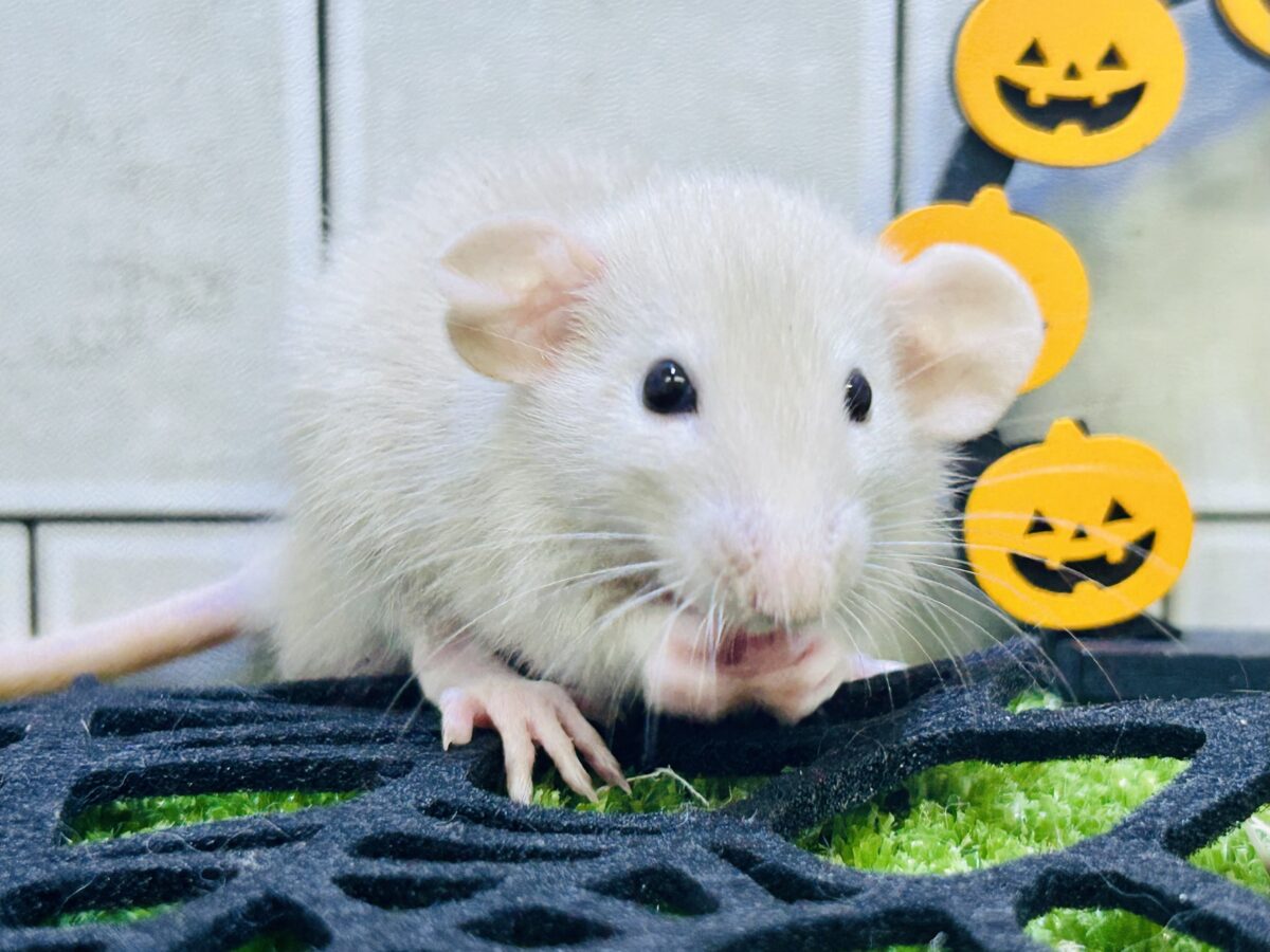 ファンシーラット