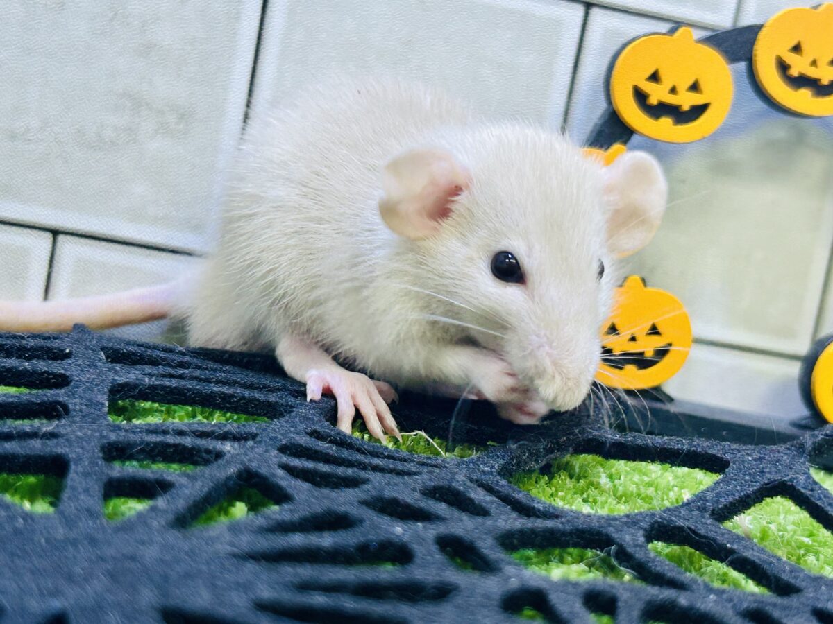 ファンシーラット