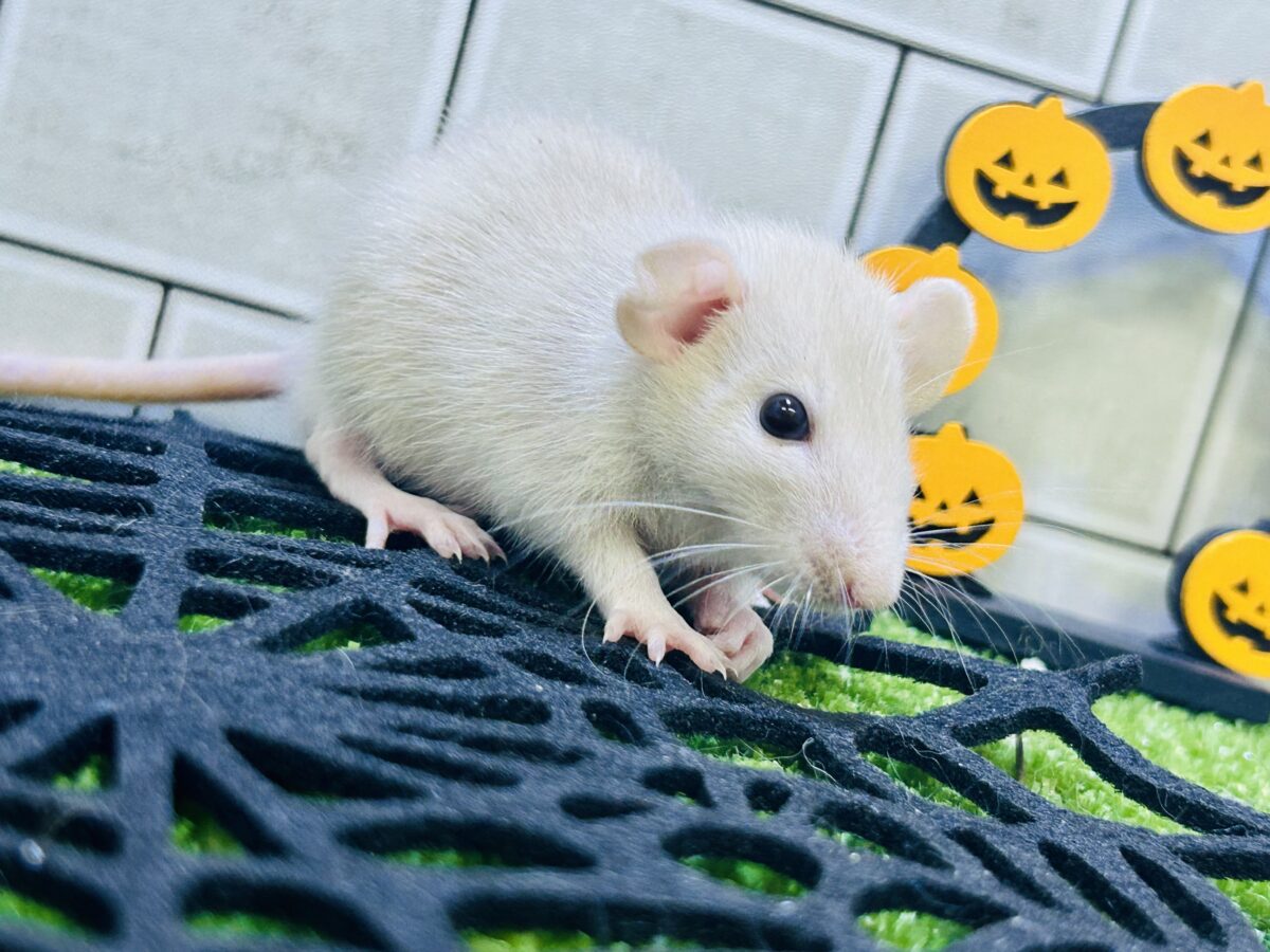 ファンシーラット
