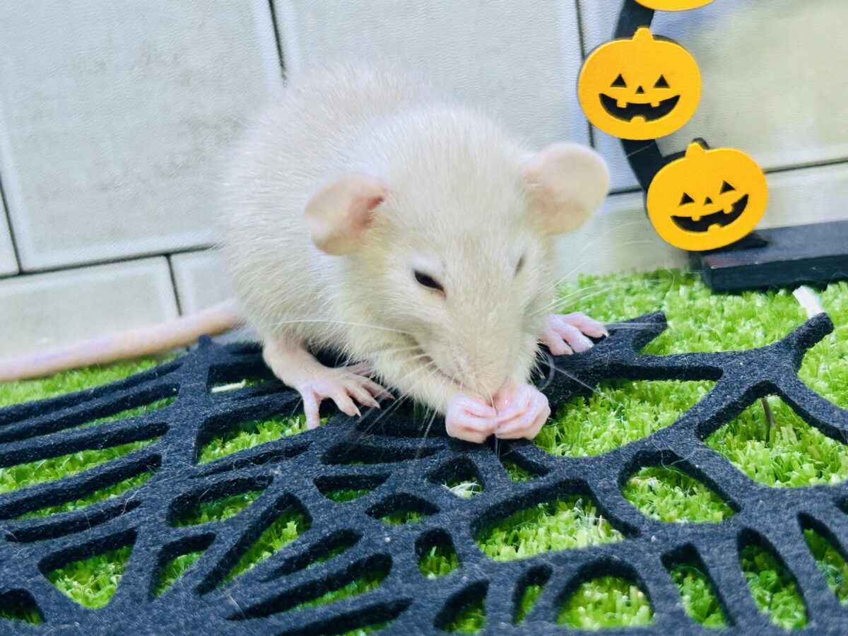 ファンシーラット
