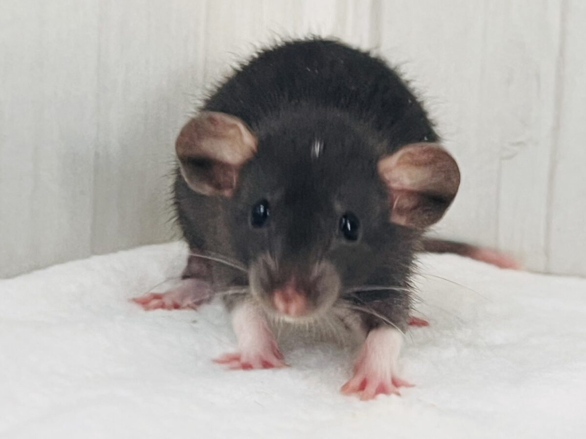 白ゴマ付き〜🐭ｽｸｲｰｽﾞみたいにもにゅもにゅ♡ファンシーラットの女の子🌟