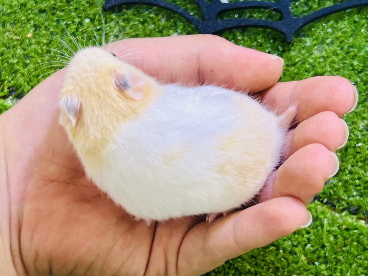 ゴールデンハムスター