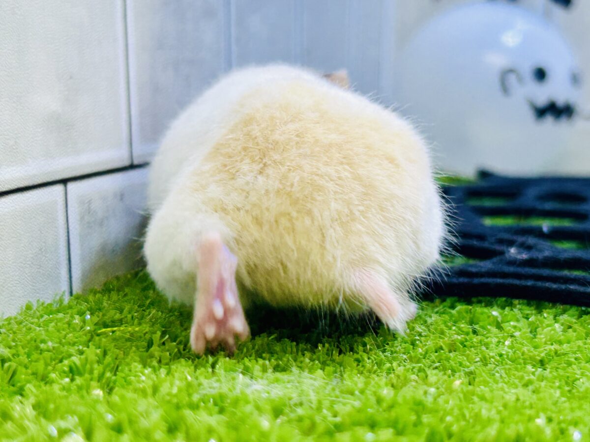 ゴールデンハムスター