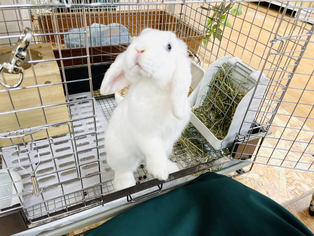 【最新画像】まっしろ天使ちゃん降臨🤍ロップイヤーラビット ロップイヤーラビット
