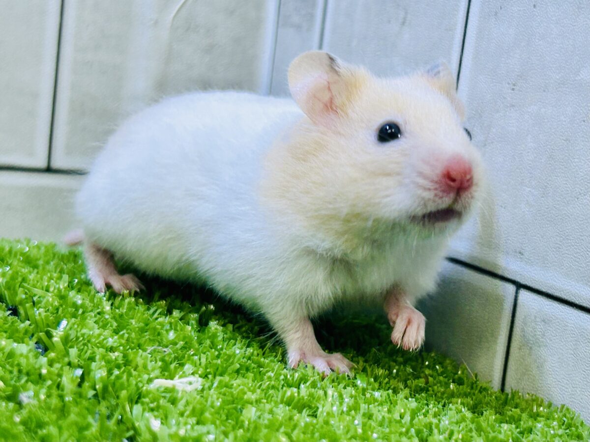 ゴールデンハムスター