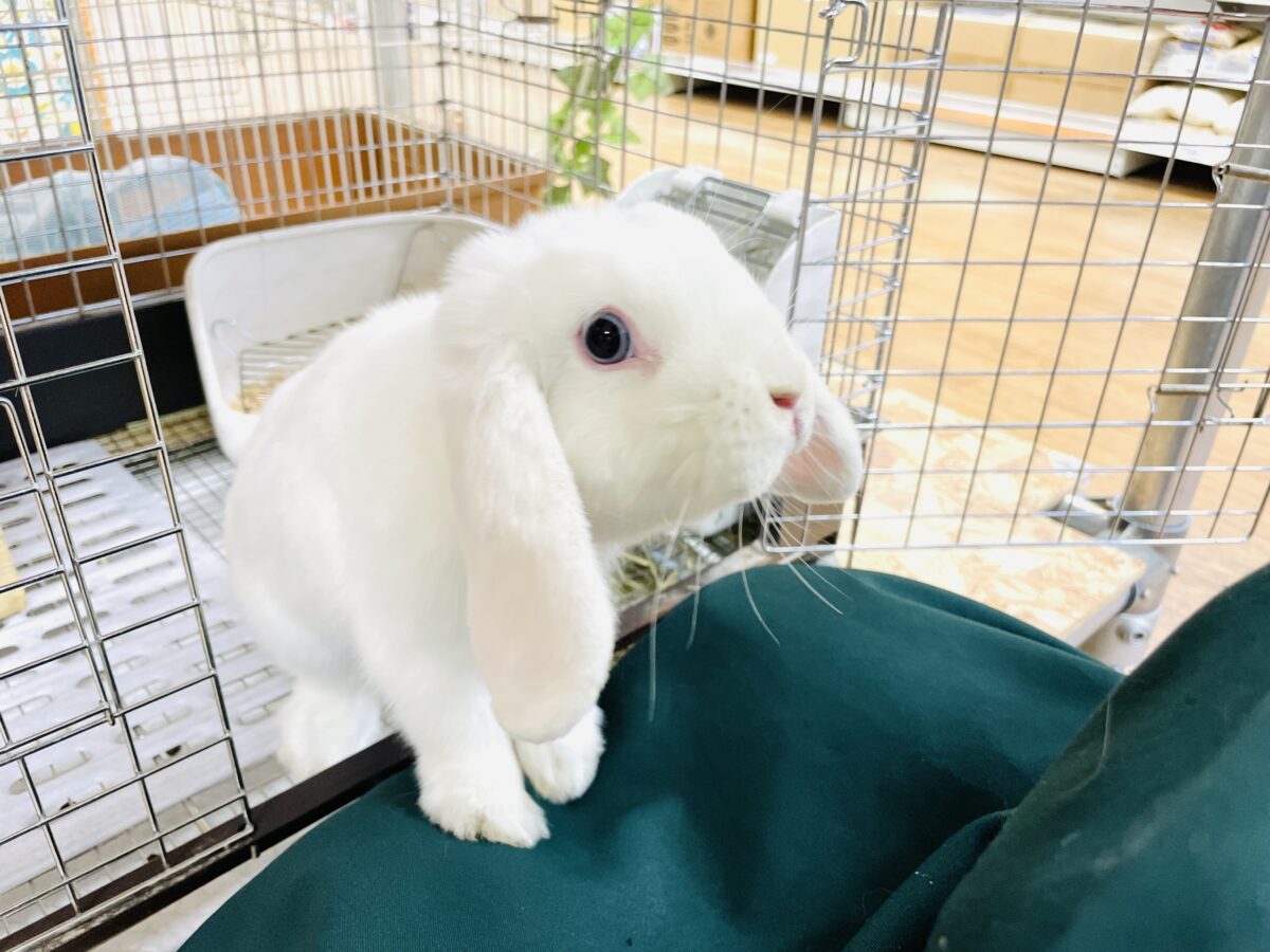 【最新画像】まっしろ天使ちゃん降臨🤍ロップイヤーラビット ロップイヤーラビット