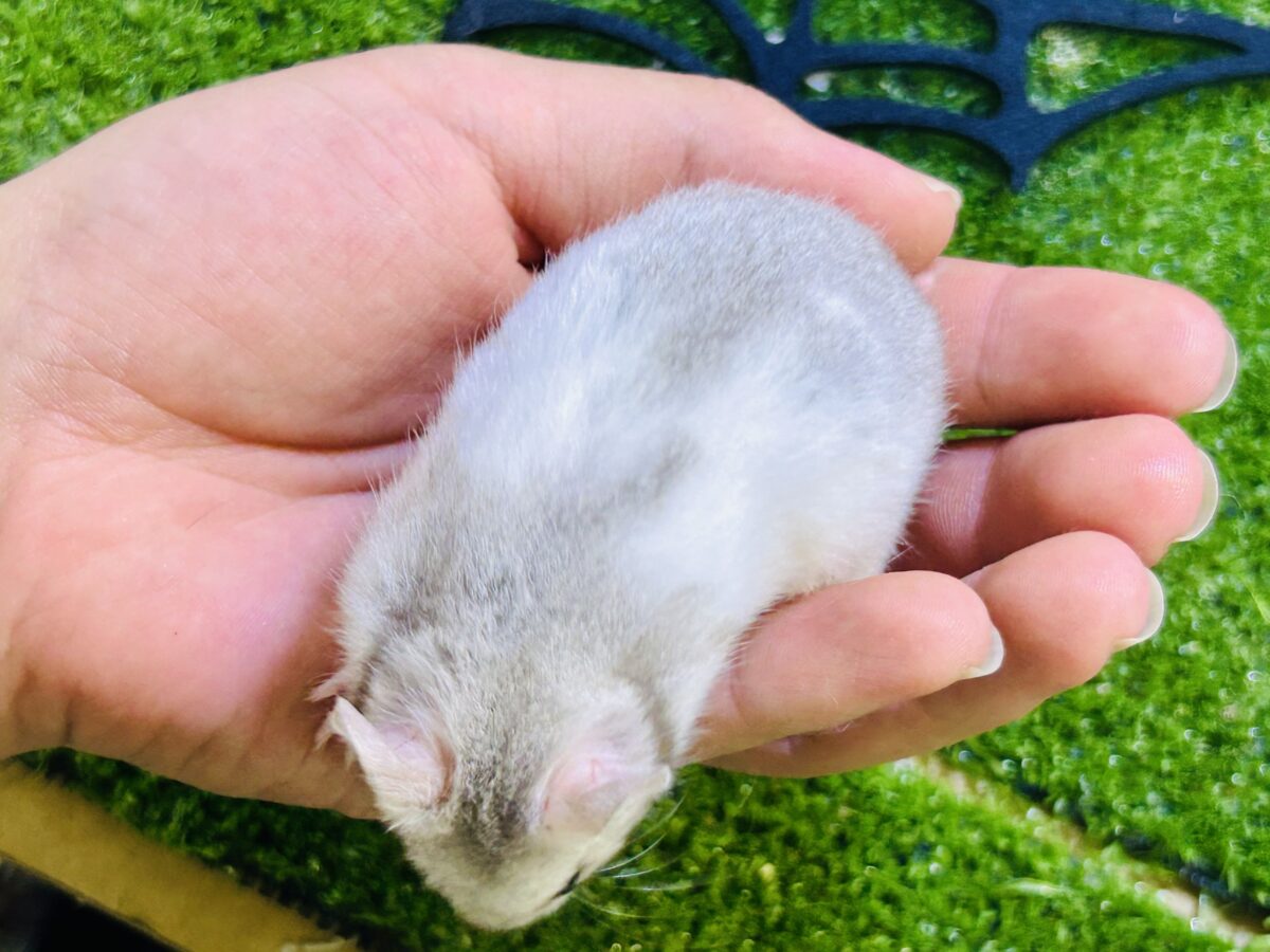 ゴールデンハムスター
