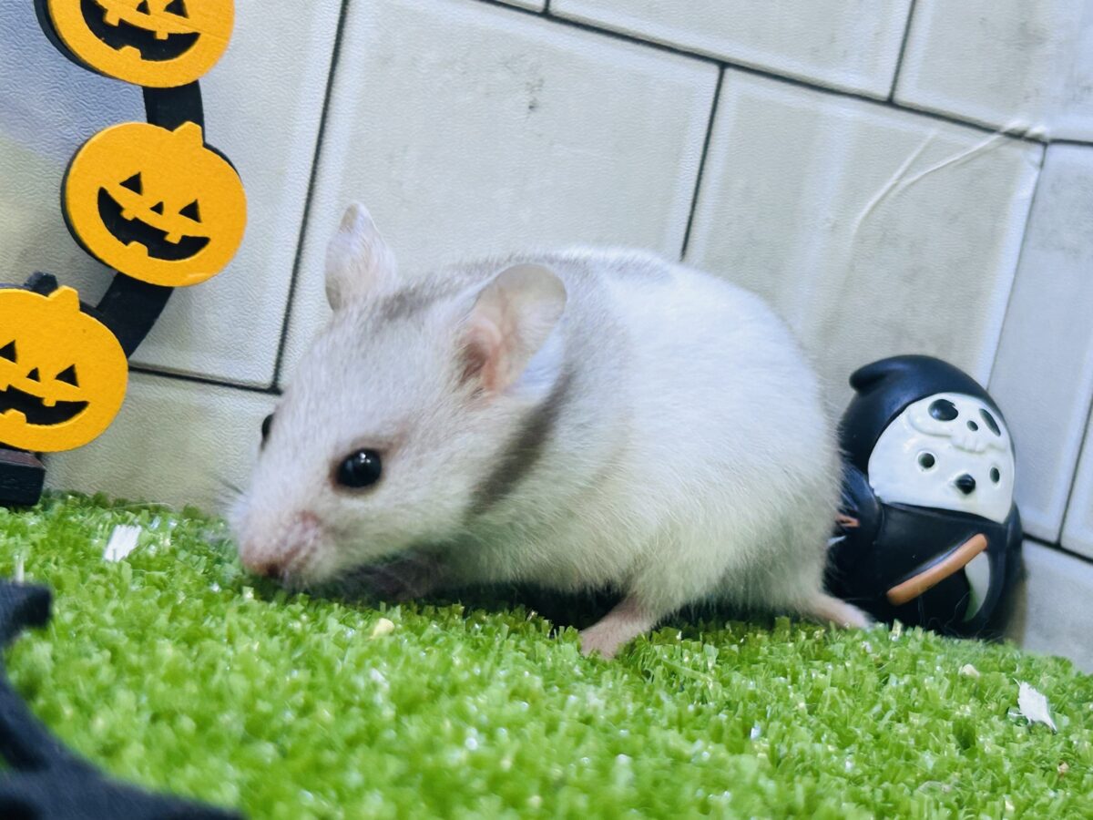 ゴールデンハムスター