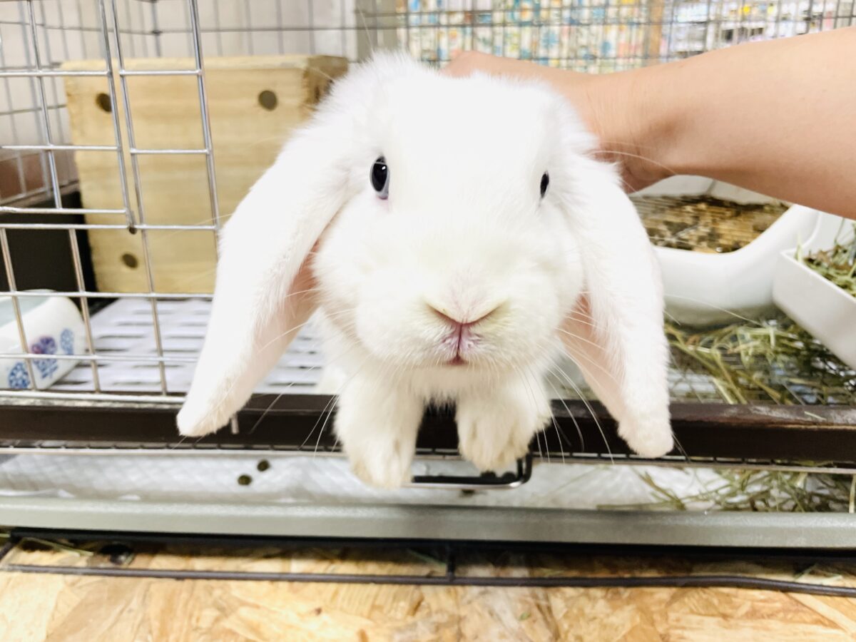 【最新画像】まっしろ天使ちゃん降臨🤍ロップイヤーラビット ロップイヤーラビット