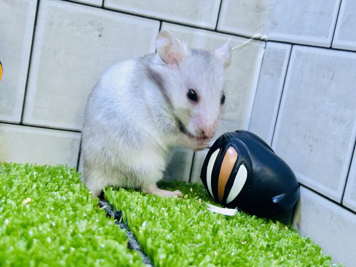 ゴールデンハムスター