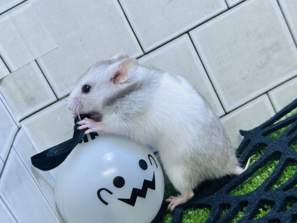 ゴールデンハムスター