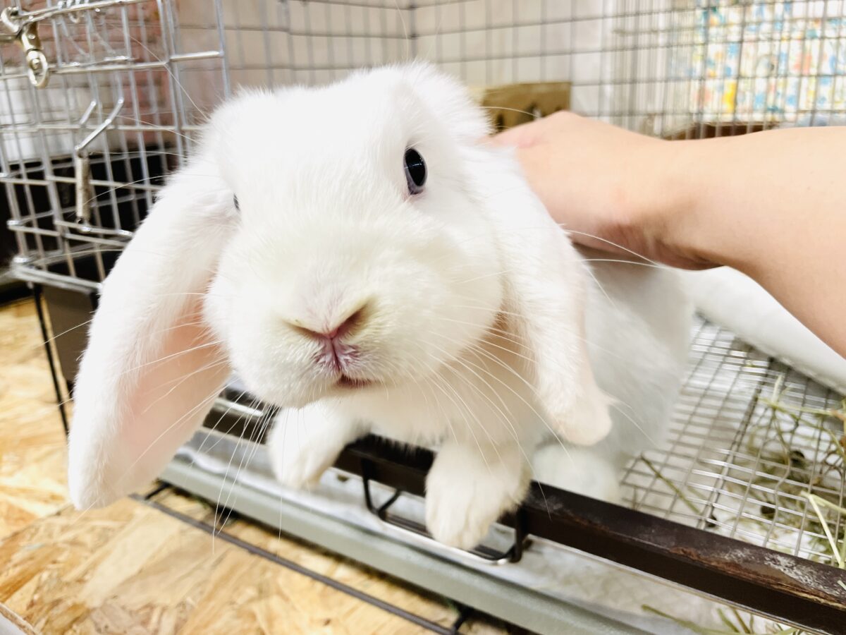 【最新画像】まっしろ天使ちゃん降臨🤍ロップイヤーラビット ロップイヤーラビット