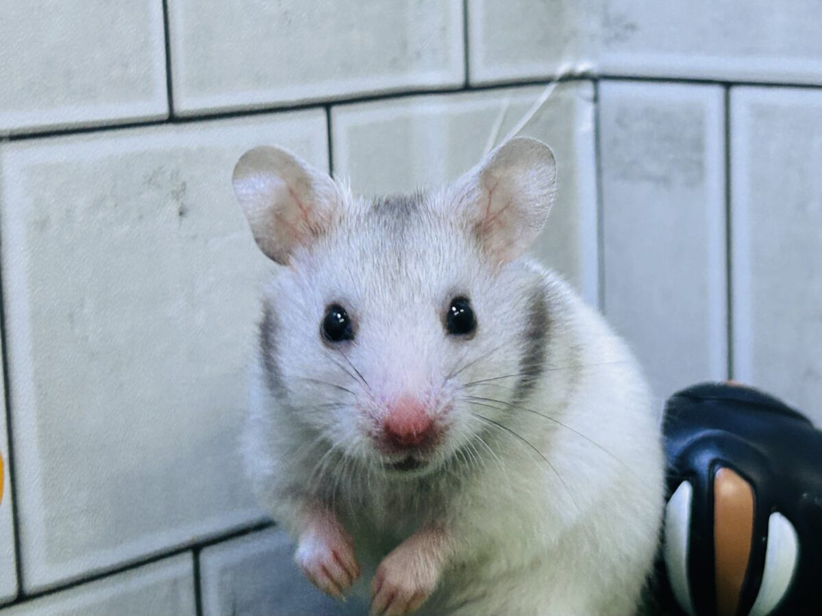 ゴールデンハムスター