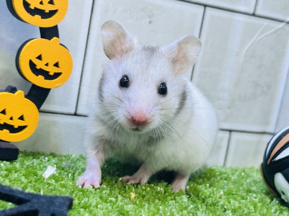 お耳が大きくみえる・・・？　カラーハムスター（セーブル）