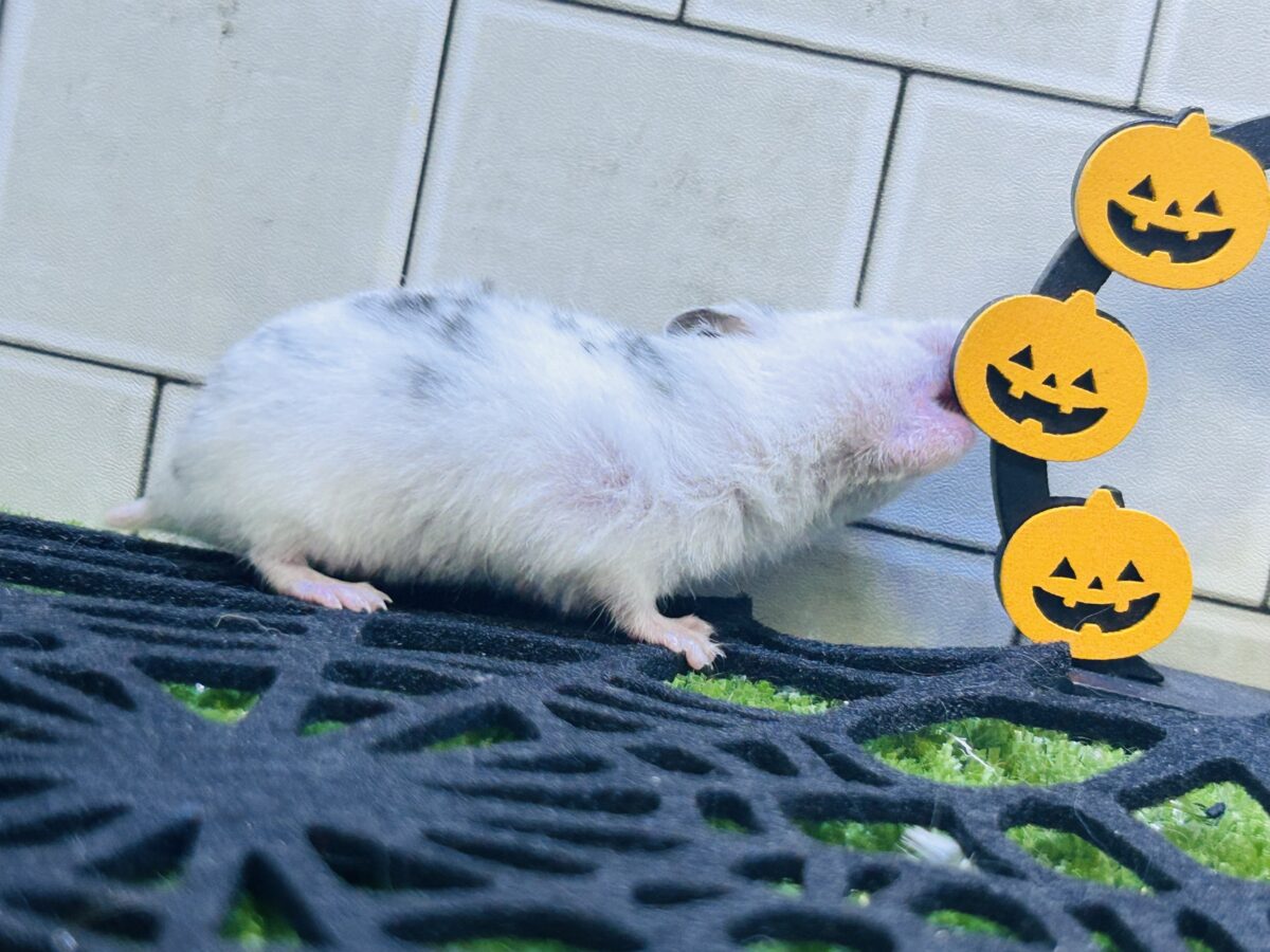 ゴールデンハムスター