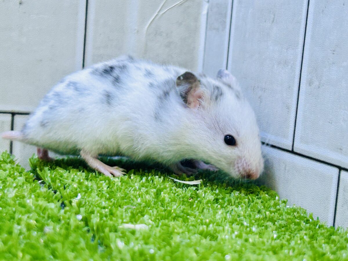 ゴールデンハムスター