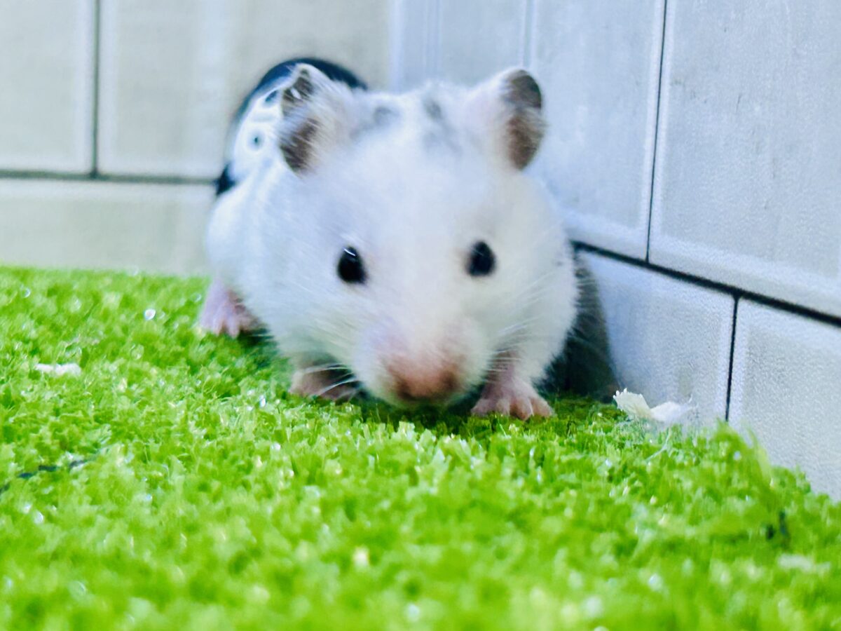 ゴールデンハムスター