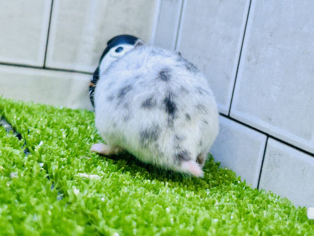 ゴールデンハムスター
