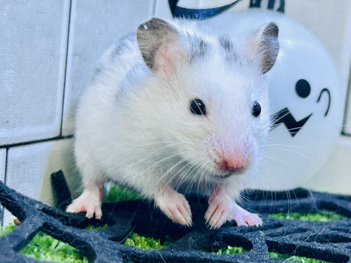 ゴールデンハムスター