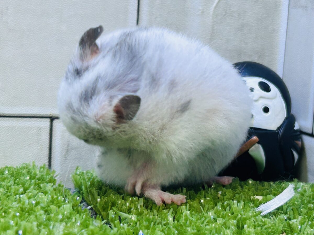 ゴールデンハムスター